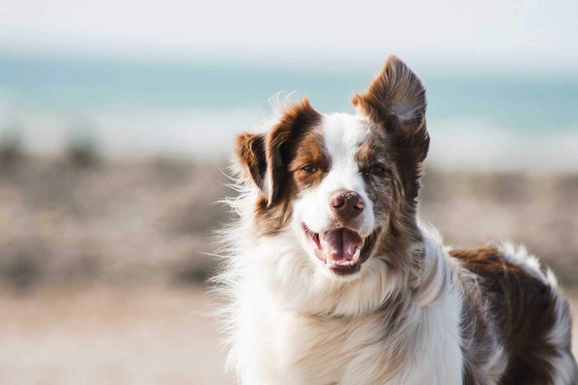 Pet & Earth Care