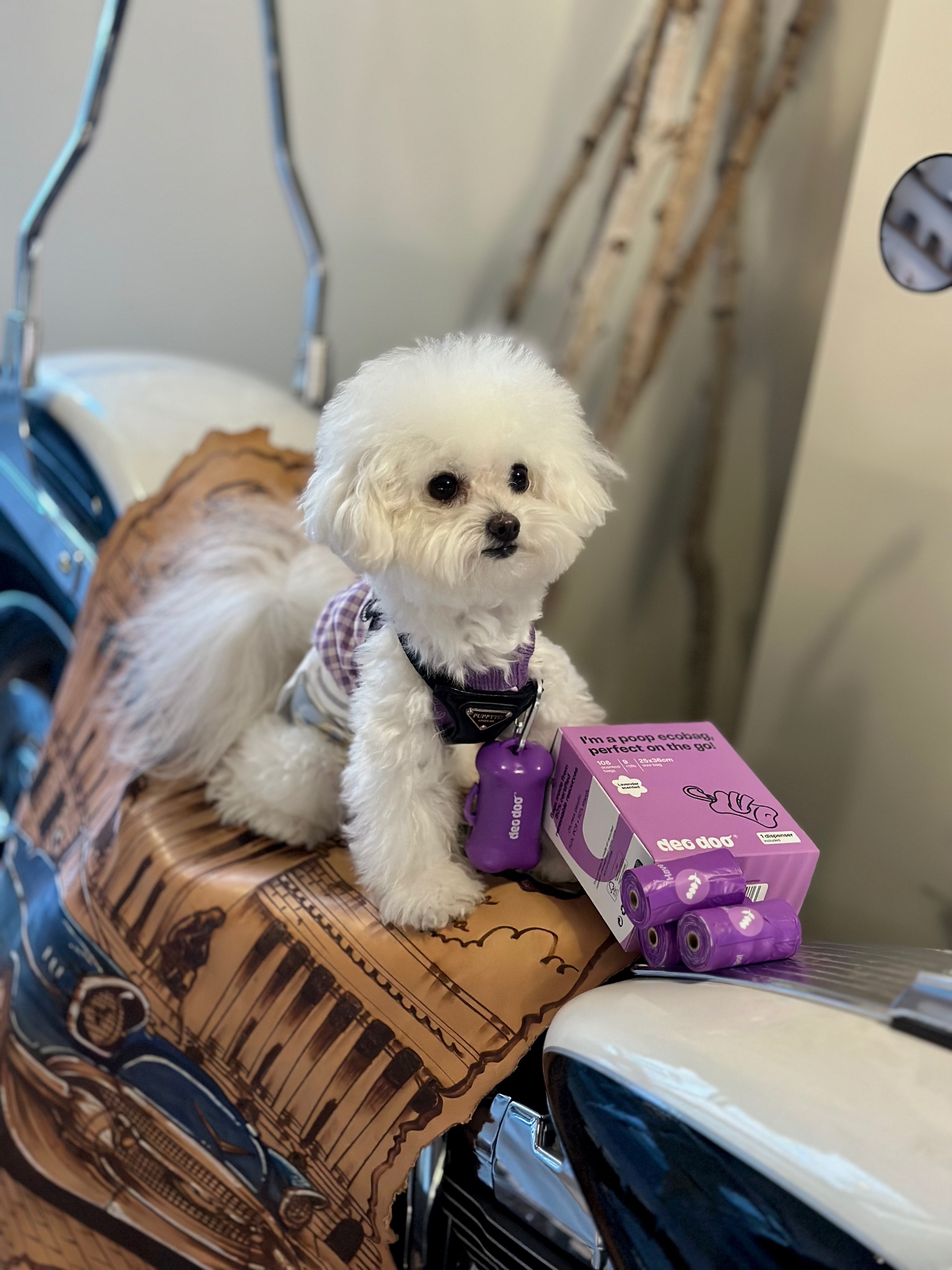 Reviewer's dog
