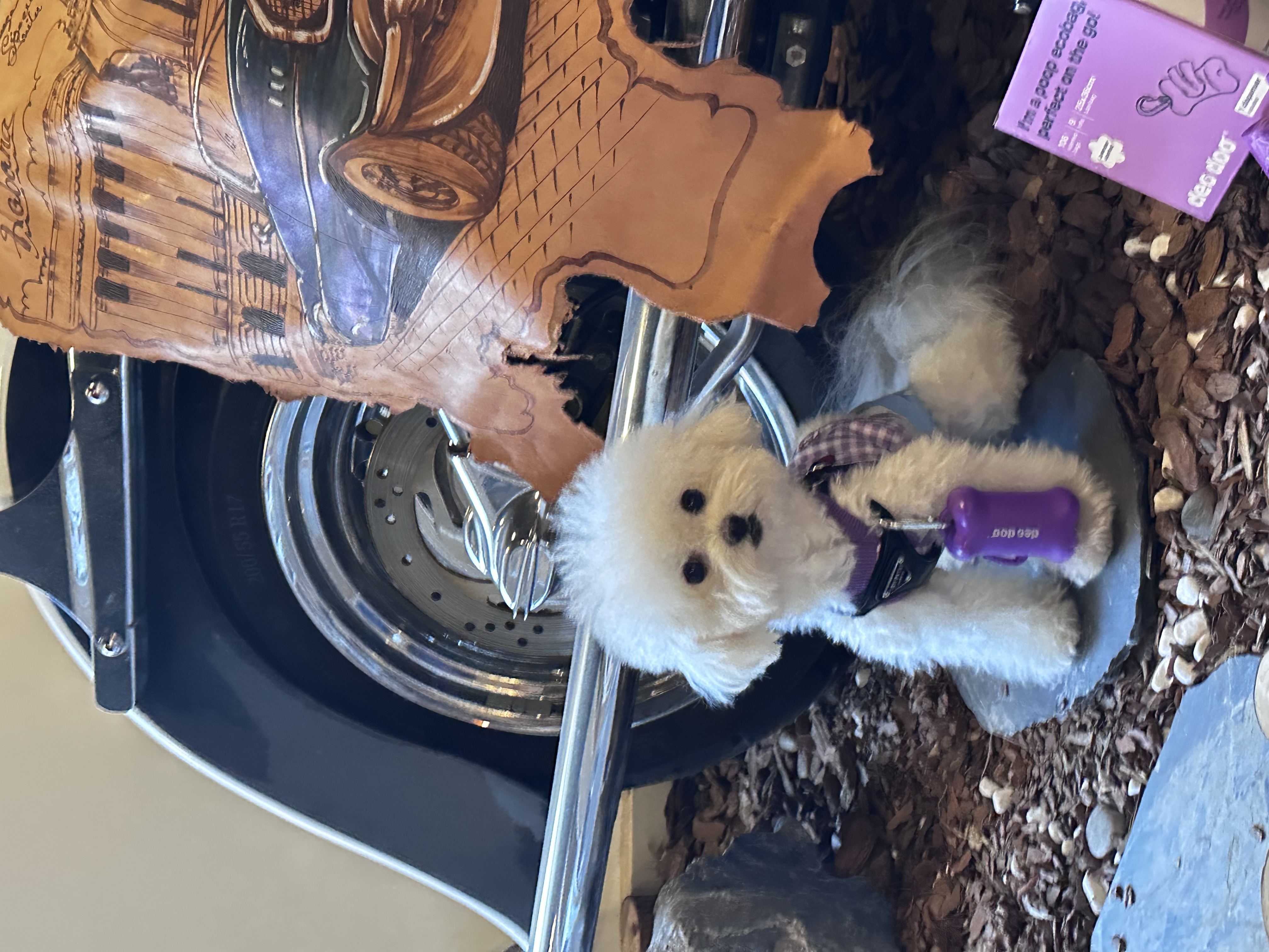 Reviewer's dog