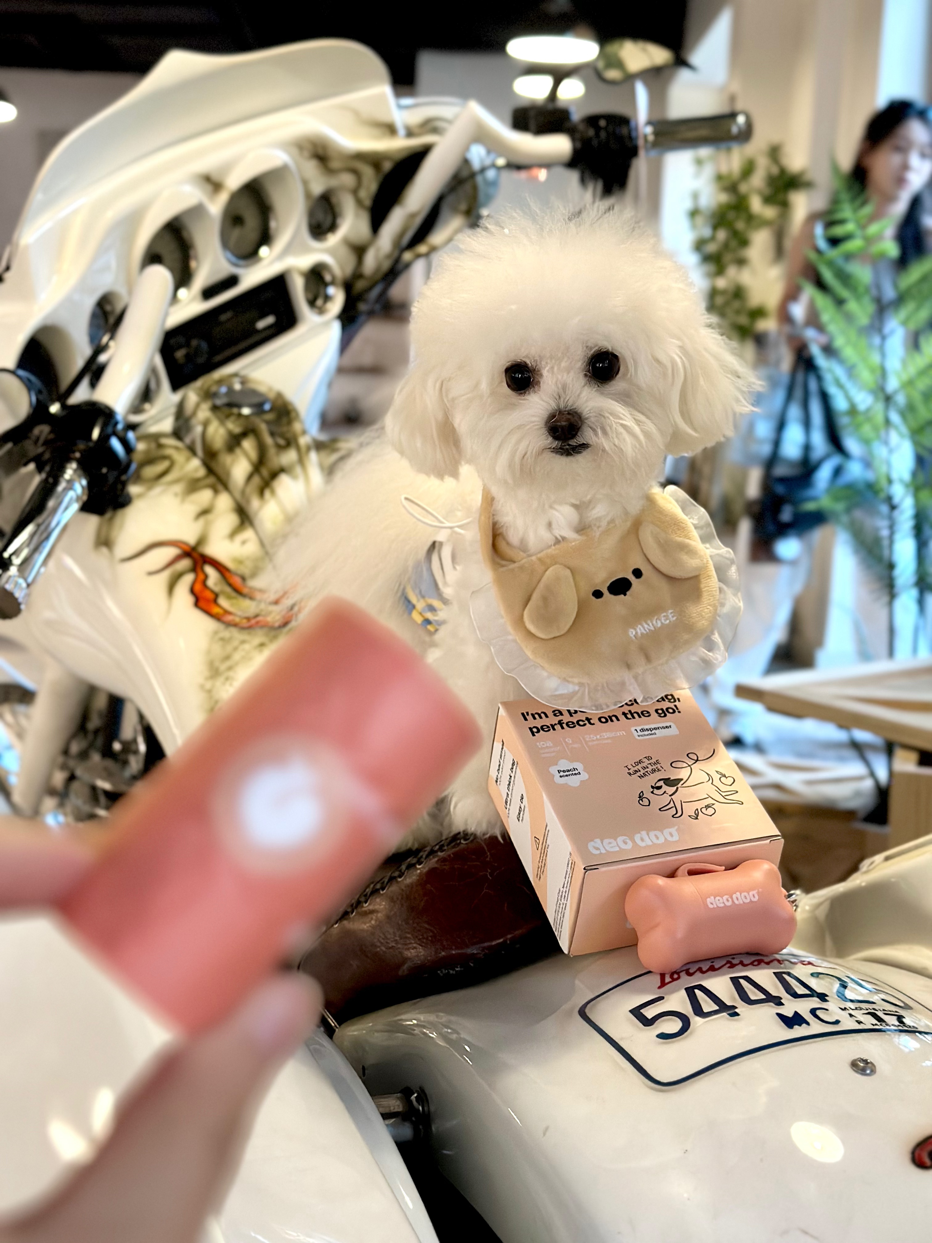 Reviewer's dog