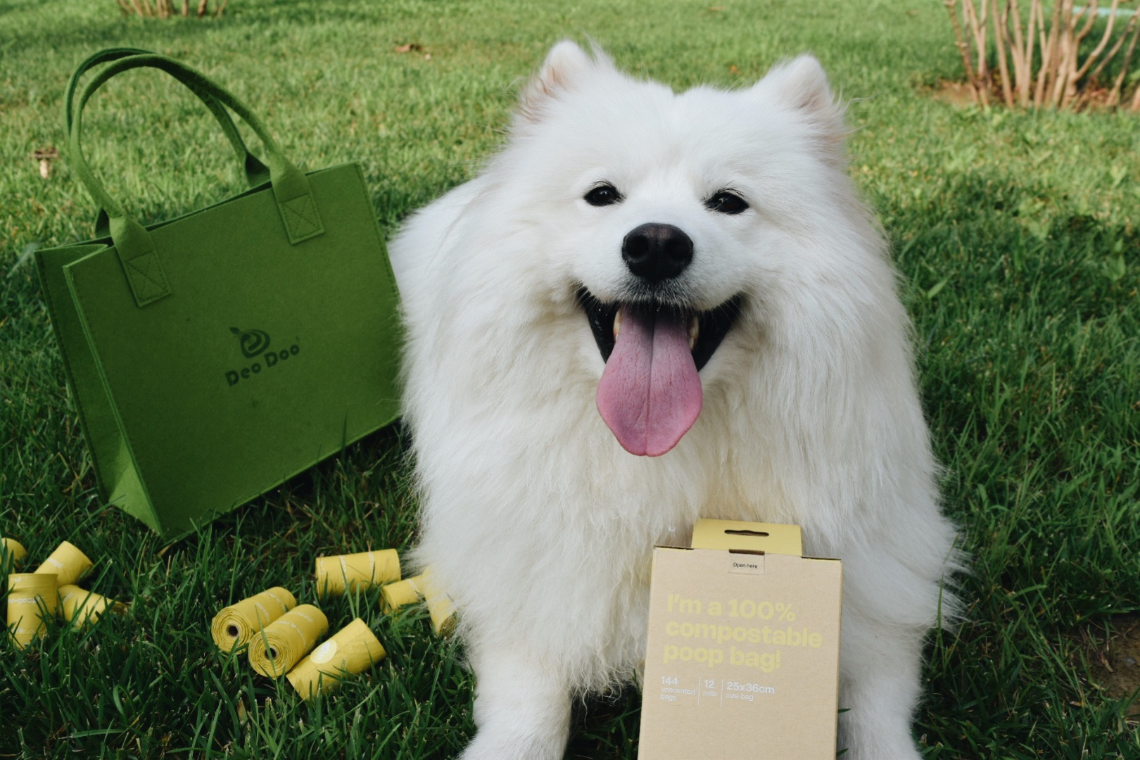 Reviewer's dog
