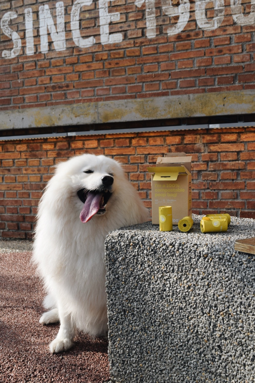 Reviewer's dog